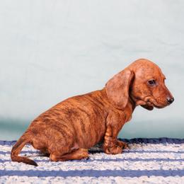 Blaze-Brindle Smooth - Brindle male Dachshund puppy in Auxvasse, Missouri from Above Par Kennels