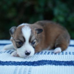 Female-FLUFFY COAT - Red female Pembroke Welsh Corgi puppy in Berea, Kentucky from SunShine Corgis