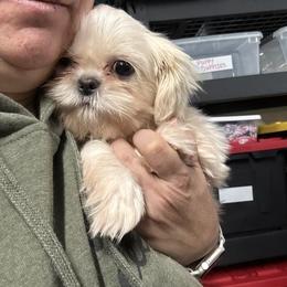 Cream Colored Boy - Cream and white male Shih Tzu puppy in Tenino, Washington from Dolled Up Pup