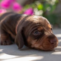 Orange - Chocolate and tan male Dachshund puppy in Bakersfield, California from LongDogs Bakersfield