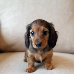 Ruby - Red female Dachshund puppy in Cape Coral, Florida from Dear Dachshunds