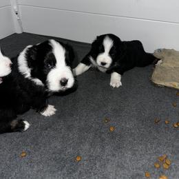 Australian Shepherd Puppies from Hamilton Farms