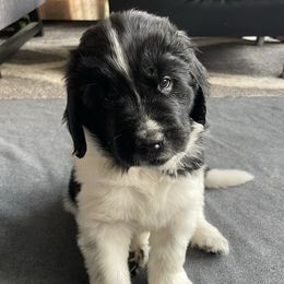 Newfoundlands from Newfies by the Sea
