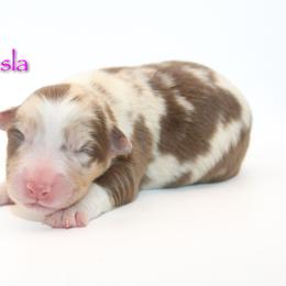 Tesla - Red merle female Australian Shepherd puppy in Coldwater, Michigan from Northern Star Australian Shepherds