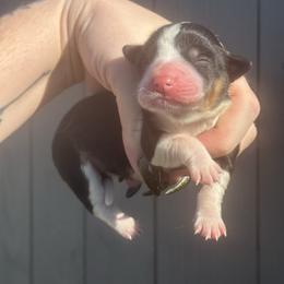 Dahlia - Black and tan female American Corgi puppy in East Oakdale, California from Rhettro Kennels
