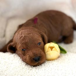 Burgundy collar - Red  female Goldendoodle puppy in Monrovia, California from Fancy Paws Inc