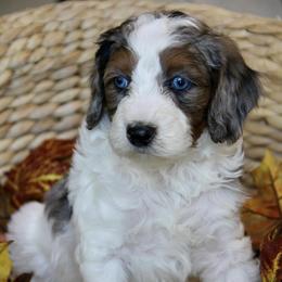 Bernedoodle and Cockapoo Puppies from Waggle Doodles