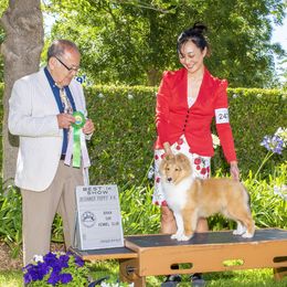 Isa - Shetland Sheepdog