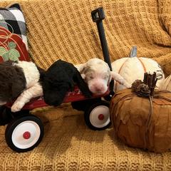 Goldendoodle Puppies from Labradoodleday