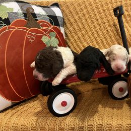Goldendoodle Puppies from Labradoodleday