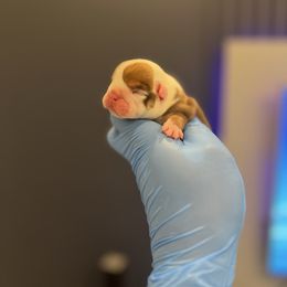 Rose - Red and white female Bulldog puppy in Charlotte, North Carolina from Golden Leaf Kennels LLC