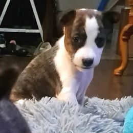 Royal Blue Collar Boy 2 - Brindle and white male Basenji puppy in Tuttle, Oklahoma from Steadfast Farm (SFF)