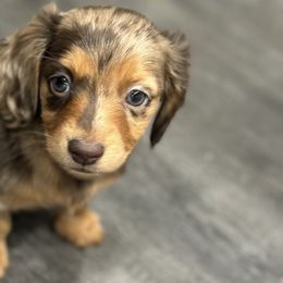Dachshunds and Golden Retrievers from 50 shades of dachshund