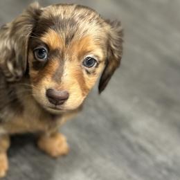 Dachshunds and Golden Retrievers from 50 shades of dachshund