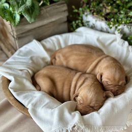Abby - Golden rust female Vizsla puppy in Clemons, Iowa from Kaylee’s Vizslas