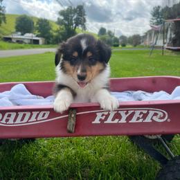 Chuckie Finster - Black white and tan male Collie puppy in Chilhowie, Virginia from Jolly Collies