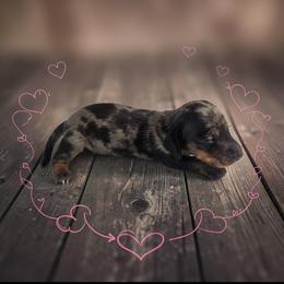 Smokey - Dapple male Dachshund puppy in Alvin, Texas from Cosson's Dachshunds of Alvin
