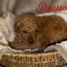 Picasso - Apricot male Poodle puppy in Brooksville, Florida from Ariella Standard Poodles & Chinese Cresteds