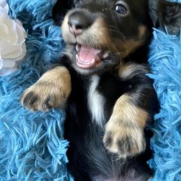 Dachshund Puppies from Jantera Mini Longhair Dachshunds