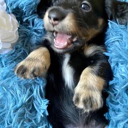 Dachshund Puppies from Jantera Mini Longhair Dachshunds