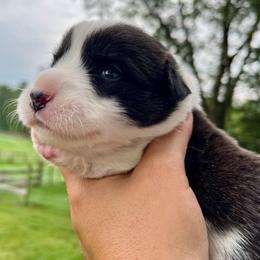 Annie Oakley - Black and white female Cardigan Welsh Corgi puppy in Lebanon, Pennsylvania from Long Acre Farm