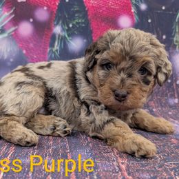 Miss Purple - Merle female Labradoodle puppy in Lebanon, Pennsylvania from Robertson's Retrievers and Doodles
