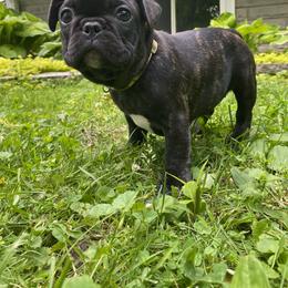 French Bulldog Puppies from Camarra King