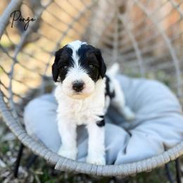 Pongo - Tri-color male Bernedoodle puppy in Wamego, Kansas from Doodles of Oz