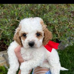 Bernedoodle, Cavapoo, Goldendoodle, and Poodle Puppies from Gypsi Doodles & Poodles