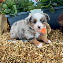 Cricket - Blue merle male Toy Australian Shepherd puppy in Puryear, Tennessee from A&W Toy Aussies