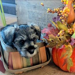 Elizabeth - Salt and pepper female Miniature Schnauzer puppy in Ferndale, Washington from Blackhorse Schnauzers Washington state