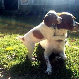 Brittany Puppies from HillTop Brittany Kennel