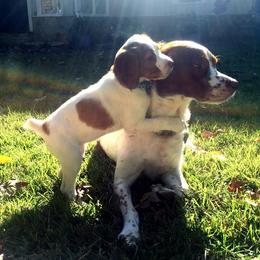 Brittany Puppies from HillTop Brittany Kennel