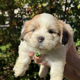 Jewels Akc boy 1 - - Cream male Lhasa Apso puppy in Chico, California from Lhasa Apsos of northern Ca . Biewer terriers of northern California