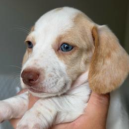 Possible Blue Eyes Extreme Choc Based Red Dapple Piebald Female - Dapple female Dachshund puppy in Horizon City, Texas from Micah's Minis
