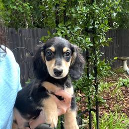 Roman - Black and cream male Dachshund puppy in Warrior, Alabama from Bountiful Dachshunds