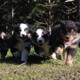 Australian Shepherds from Fox & Elf Master Farm