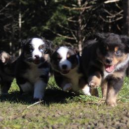 Australian Shepherds from Fox & Elf Master Farm