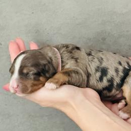 Pink Lady 'Pink'- Light Pink Collar Female - Blue merle female Bernedoodle puppy in Katy, Texas from Bluebonnet Bernedoodles of Southeast Texas