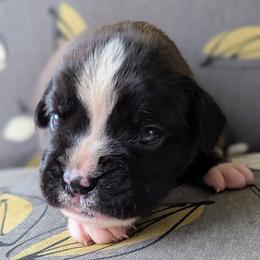 Carmen - Brindle female Boxer puppy in Springfield, Missouri from ReMa Boxers