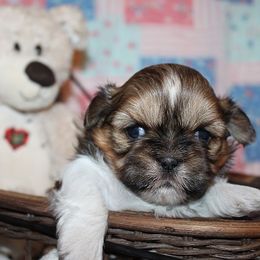 Girl 2 - Red and white female Shih Tzu puppy in Craig, Colorado from Rocky Mountain Shih Tzus and Dry Creek Miniature Dachshunds