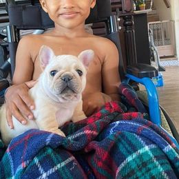 French Bulldog Puppies from Bullpen Frenchies