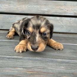 Buzz - Dapple male Dachshund puppy in South Willard, Utah from Doxies in the Sun