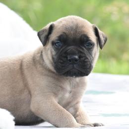Cash - Fawn male Bullmastiff puppy in Chickasha, Oklahoma from Rustic Lace