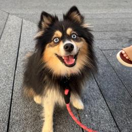 Dolly - Pomsky