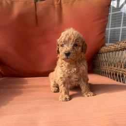 Lana - Red  female Poodle puppy in Chesnee, South Carolina from Megan’s Spoiled Standards