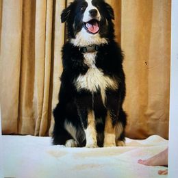 Honey Badger - Australian Shepherd