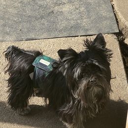 Teddy - Yorkshire Terrier