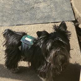 Teddy - Yorkshire Terrier