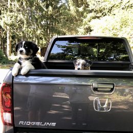 Australian Shepherd Puppies from Clover Bell Farm Australian Shepherds